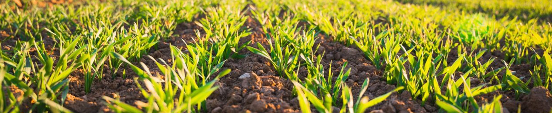 UN POTAGER SUR LE TOIT DE L’OPERA BASTILLE